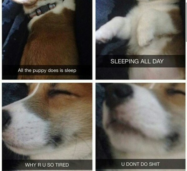 When your puppy tired af - meme