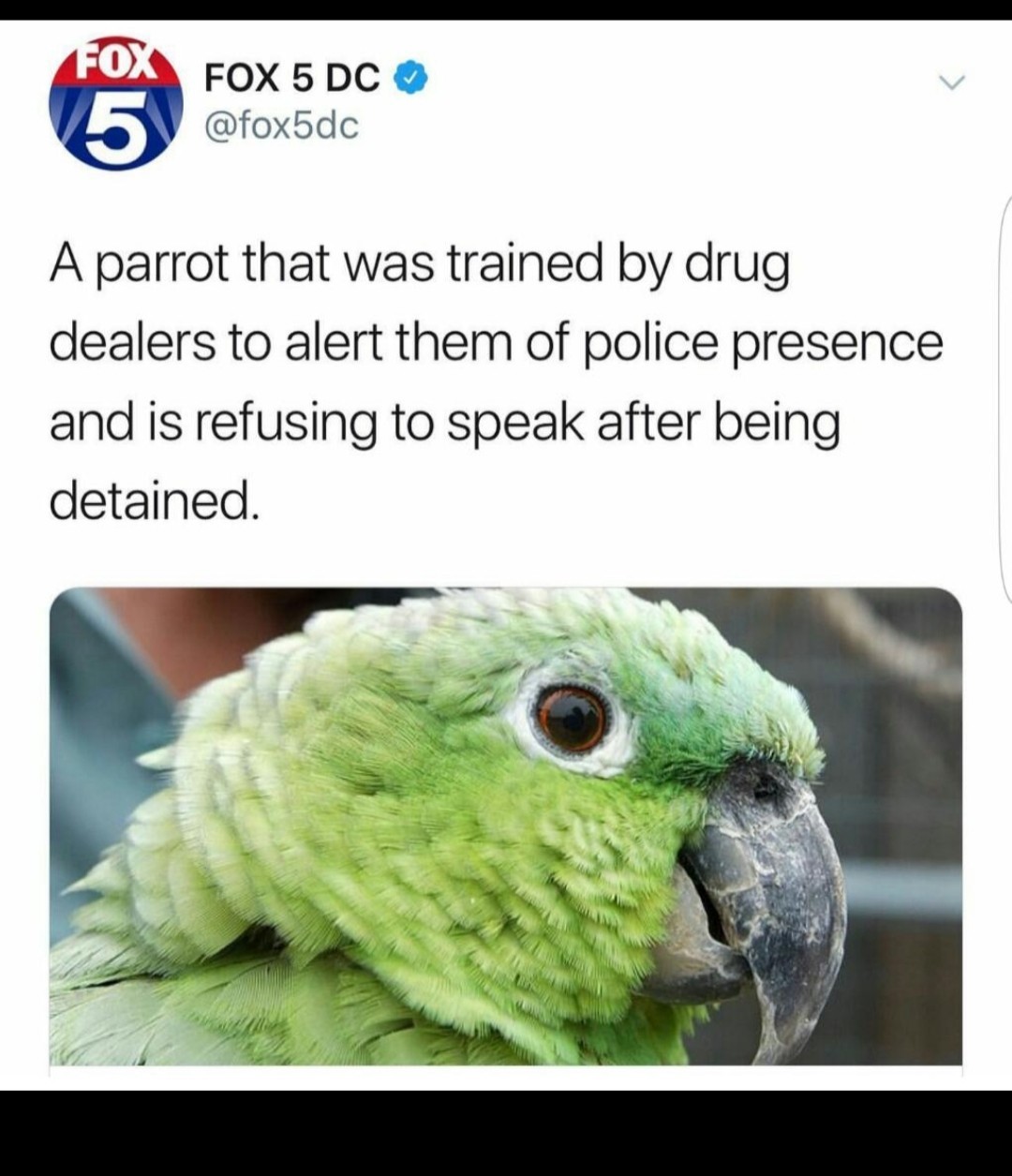 Parrot ain't  no snitch - meme