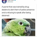 Parrot ain't  no snitch