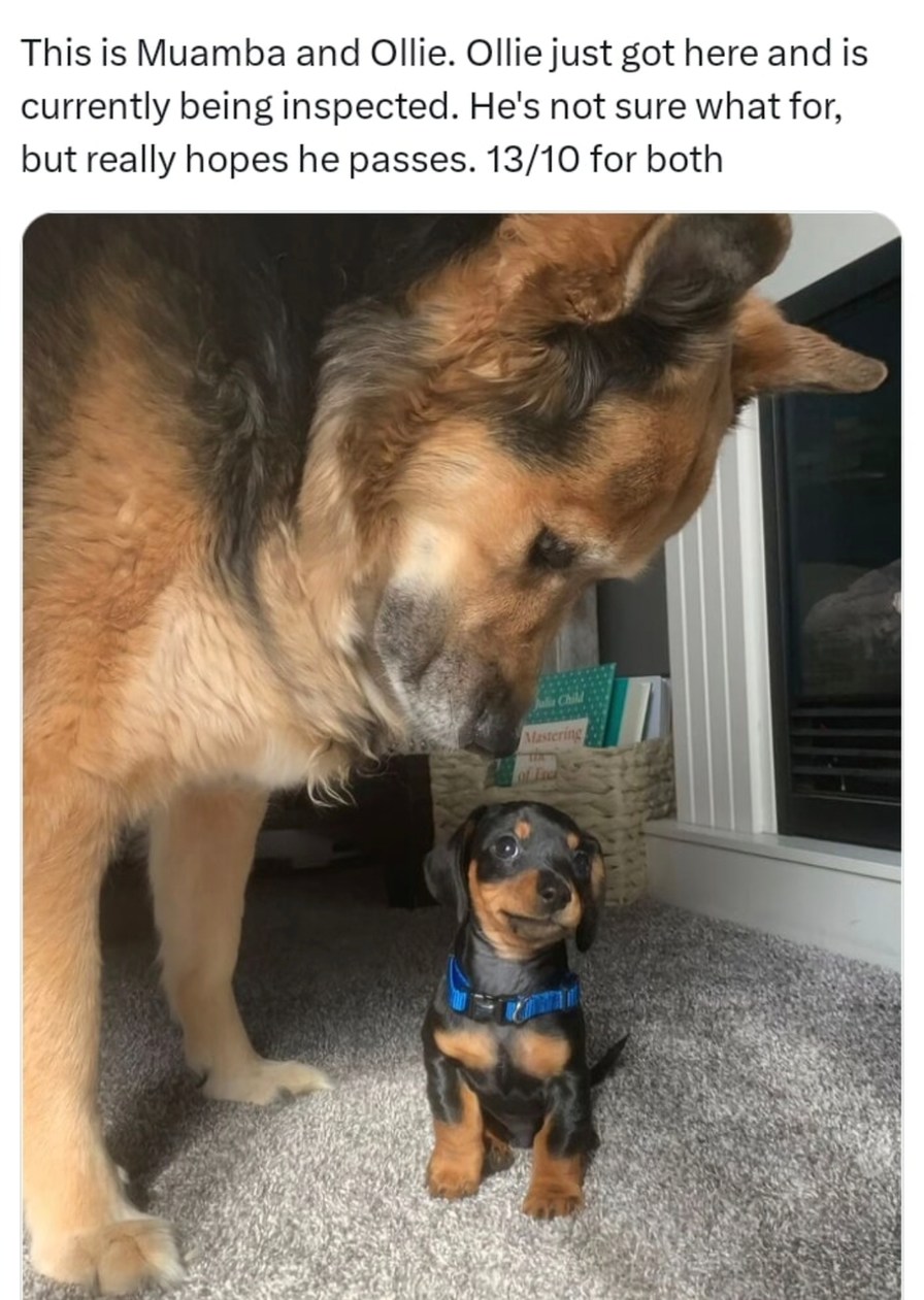 Ollie’s getting inspected like it’s airport security - meme