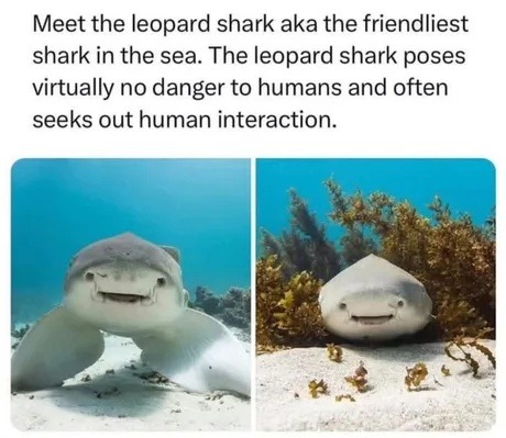Meet the leopard shark, ocean’s friendliest homie - meme