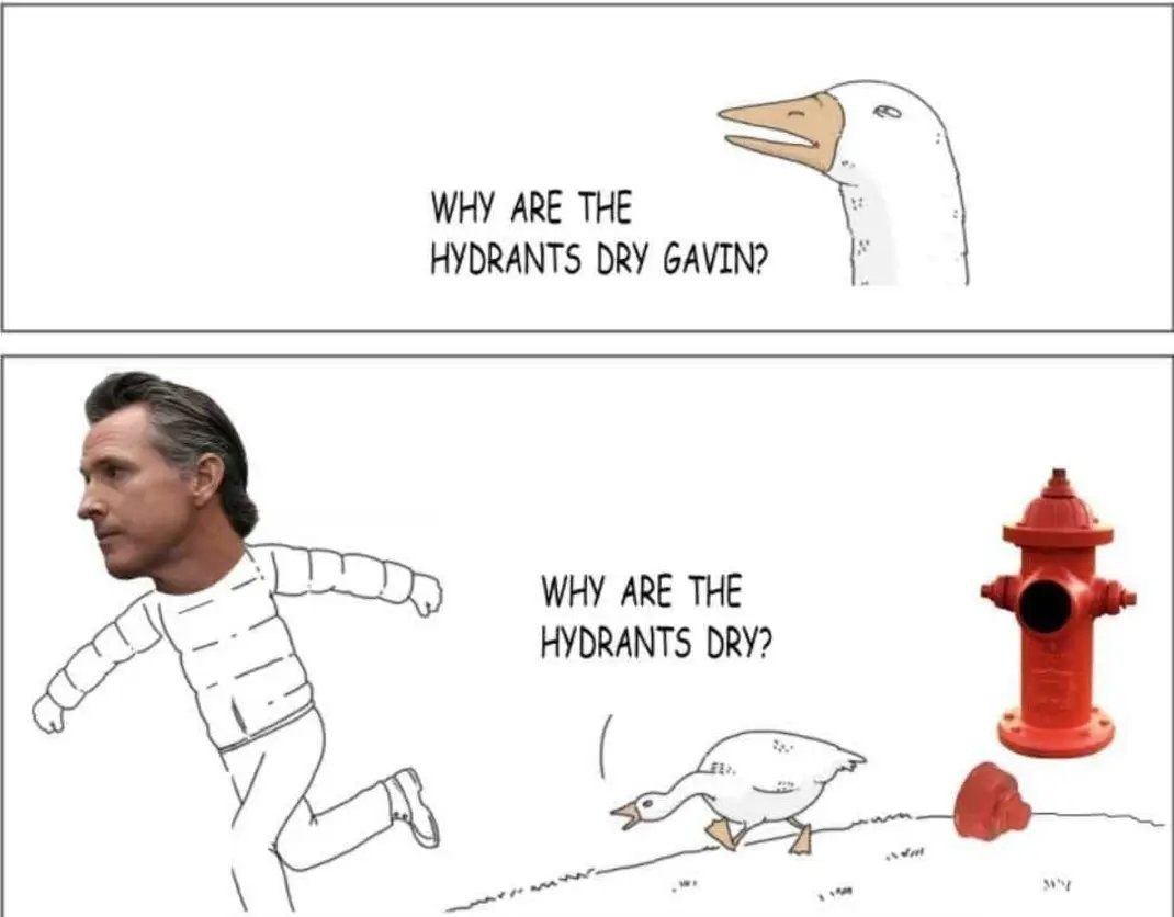 Gavin?? - meme