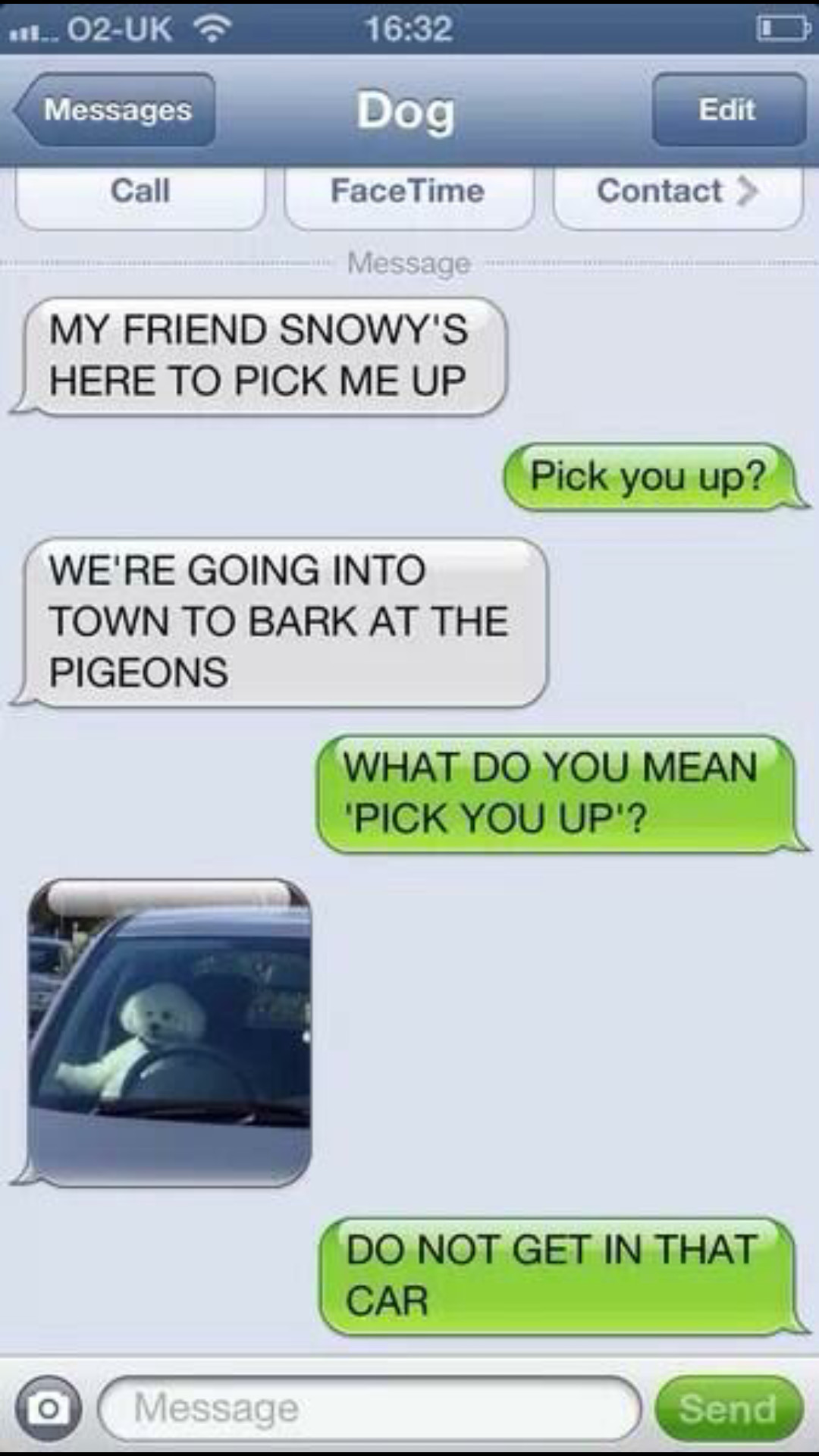 Dam pigeons. - meme