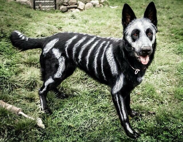 Mon chien est prêt pour Halloween - meme