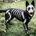 Mon chien est prêt pour Halloween