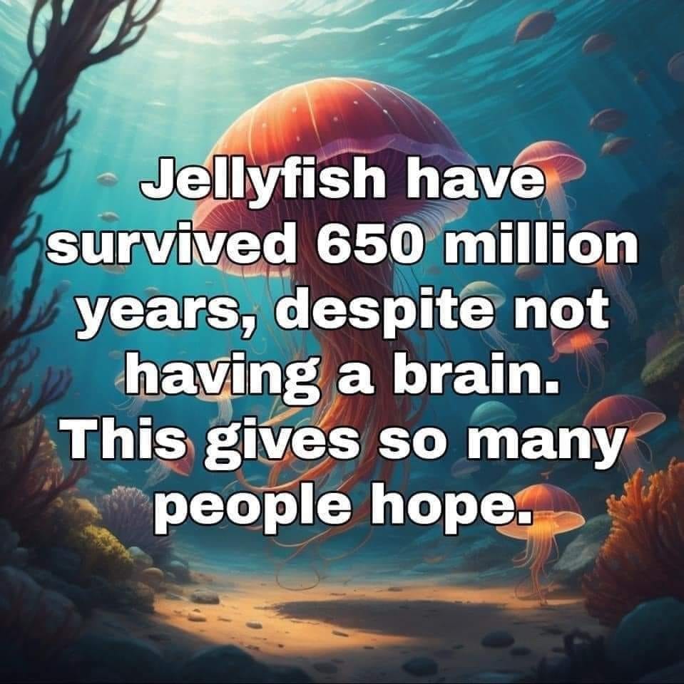Jellyfish - meme