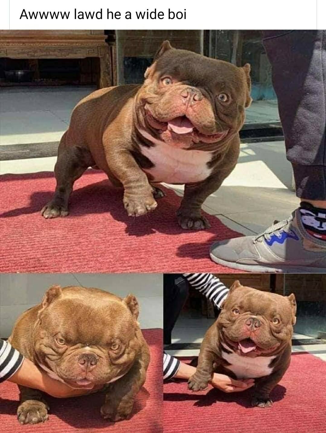 Cute pupper - meme