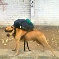 Perro con mochila