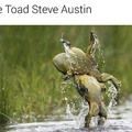 stone toad
