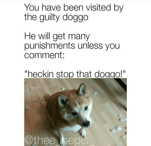 hecking stop that doggo! - meme