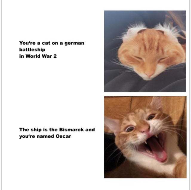 Brave Kitty - meme