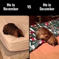 Me in November vs me in December