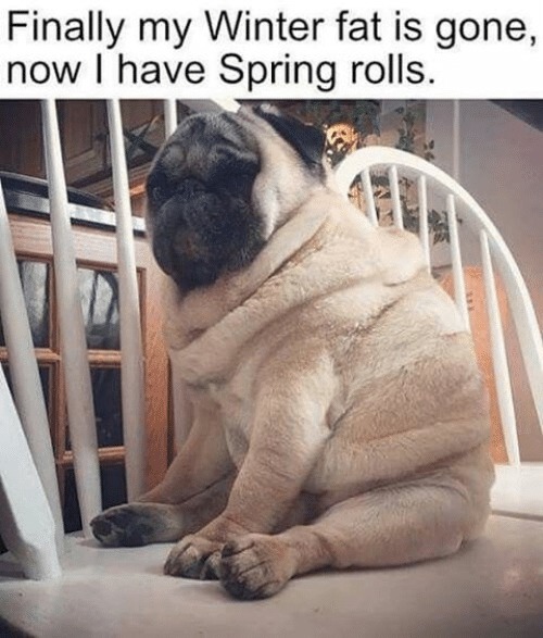 Spring rolls - meme