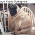 Spring rolls