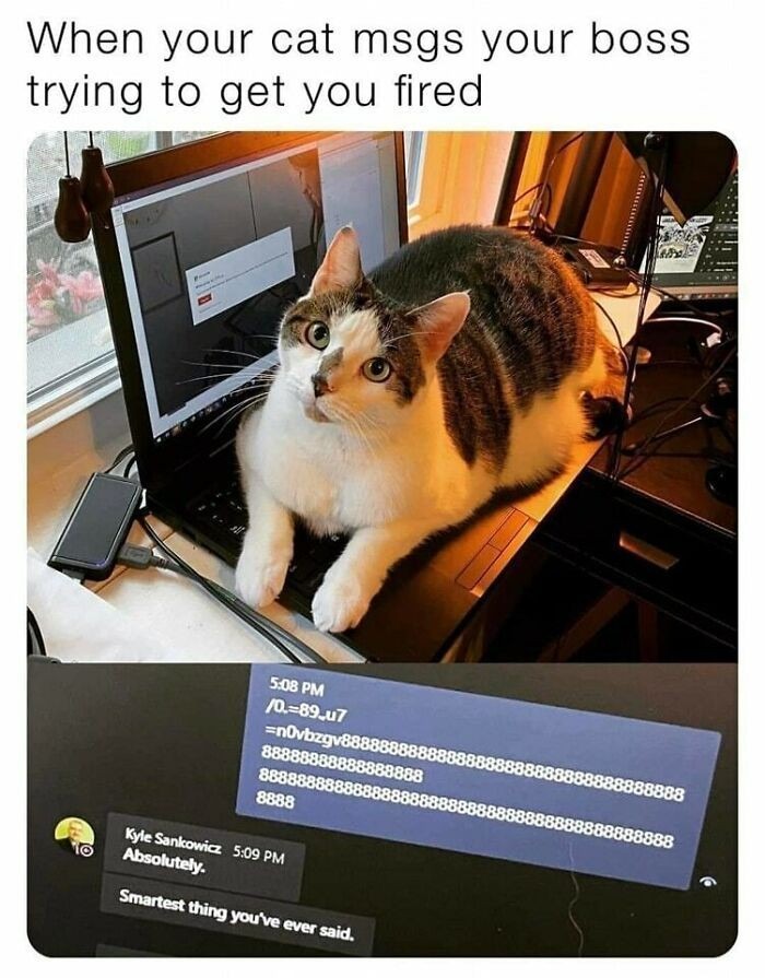 Cute cat NGL - meme