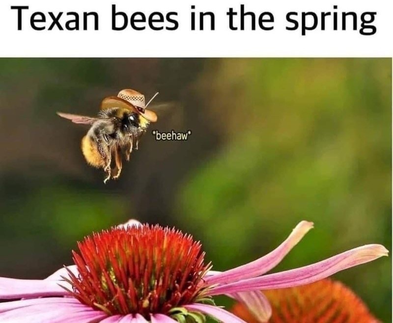 Bee-haw - meme