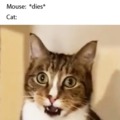 funny cat meme