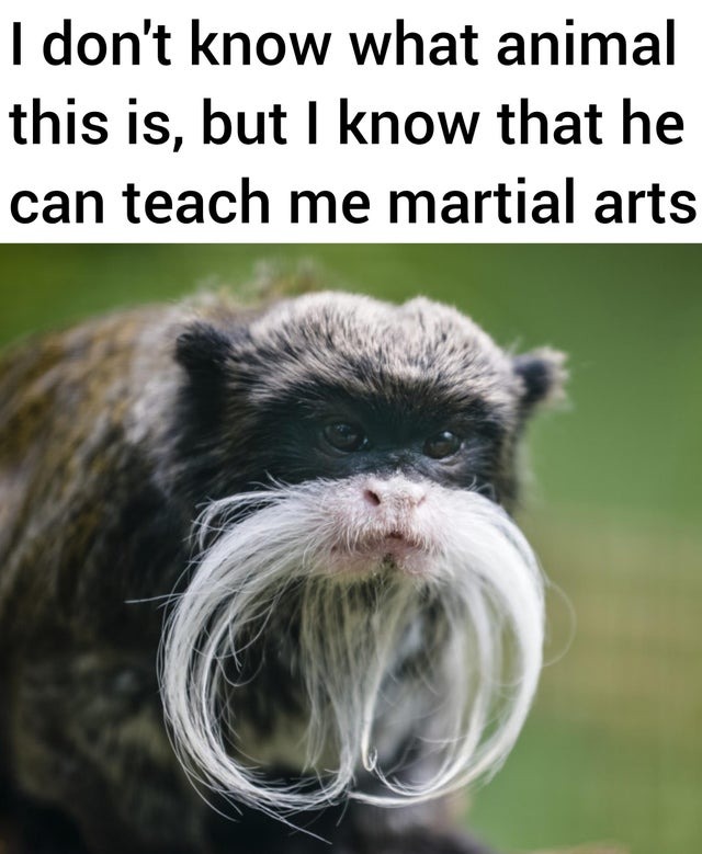 This monkey can teach you martial arts - meme