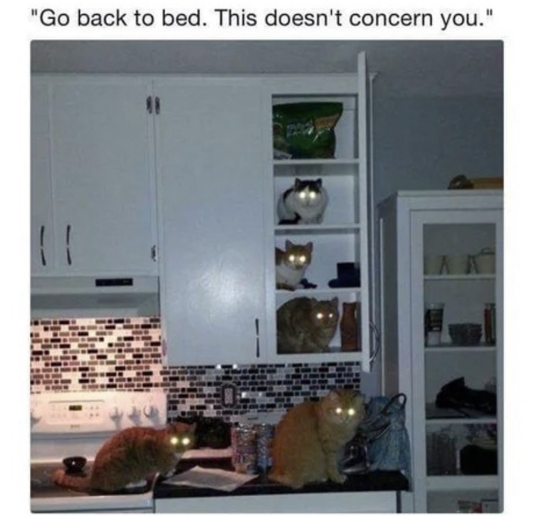 Cats at 3 am be like - meme