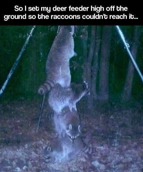 Raccoons are getting smarter - meme