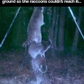 Raccoons are getting smarter