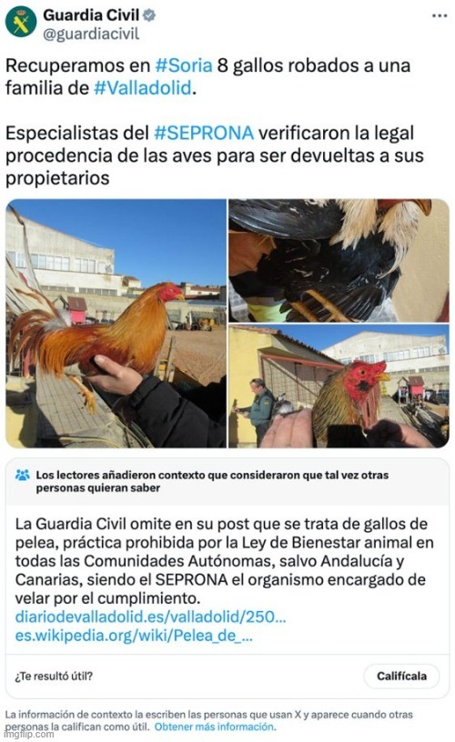 Se encontraron los gallos robados de la familia de Valladolid - meme