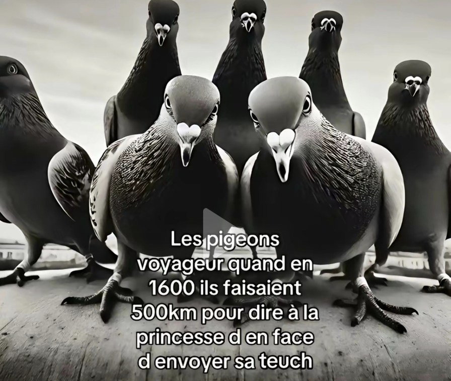 Les pigeons voyageurs étaient les premiers rois de la friendzone - meme