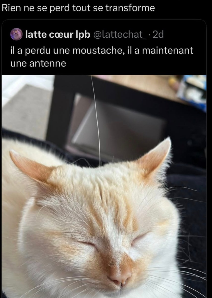 Lattechat il est passé de chat cosy à antenne 5G - meme
