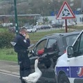 Police Goose