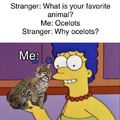 Ocelots