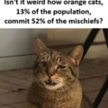 Orange cats