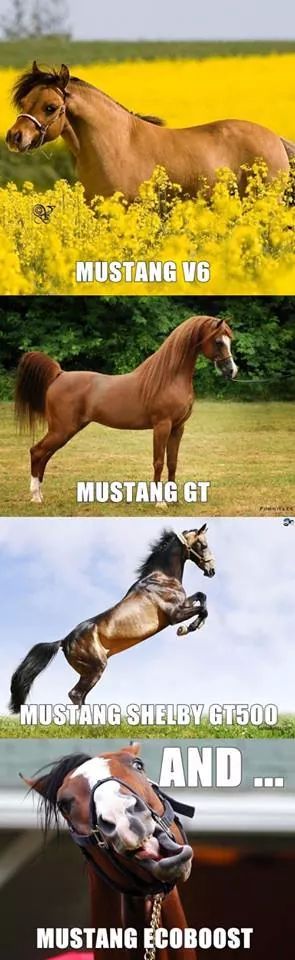 Mustangs of the world - meme