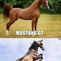 Mustangs of the world