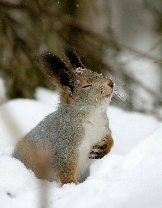 majestic squirrel poses like a sir - meme