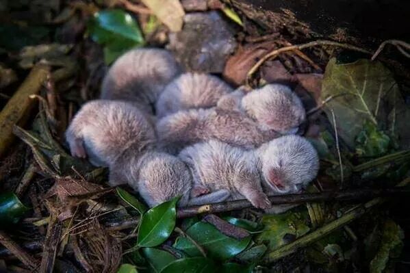 Baby otters :D - meme