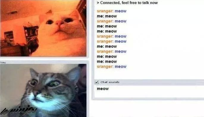 meow - meme