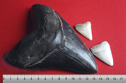 Diente de megalodon comparado con dos dientes de tiburón blanco - meme