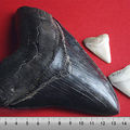 Diente de megalodon comparado con dos dientes de tiburón blanco