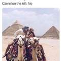 The right camel couldn't even get some action