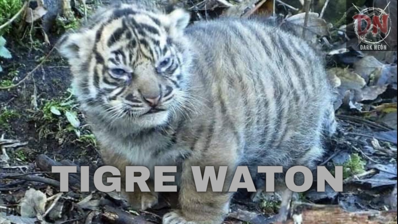 Tigre Waton - meme