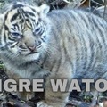 Tigre Waton