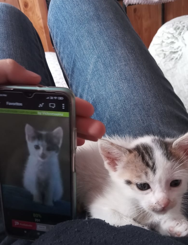 oigan pijes el otro día viendo memierdas viejas encontré un gato reveal q se parece mucho al mío ajajajajjaj - meme