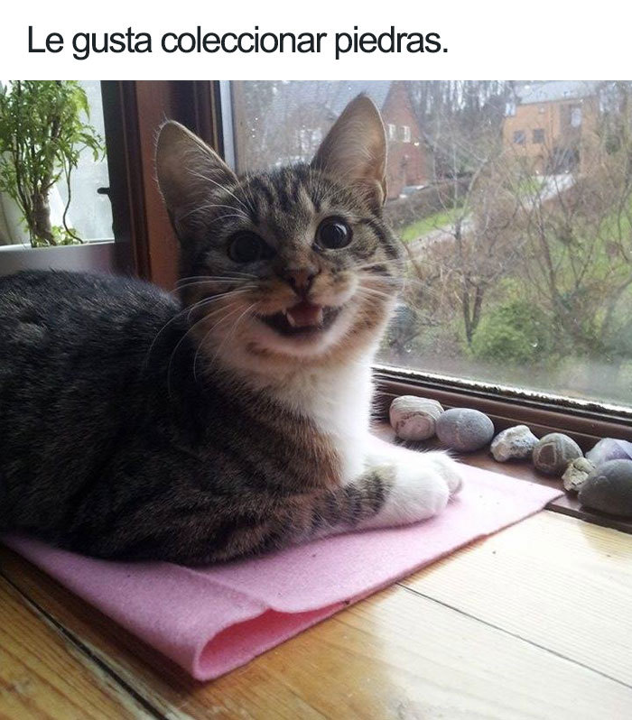 Gato colecciona piedras - meme
