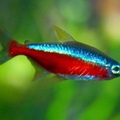 cardinal tetra (don’t confuse it with the neon tetra)
