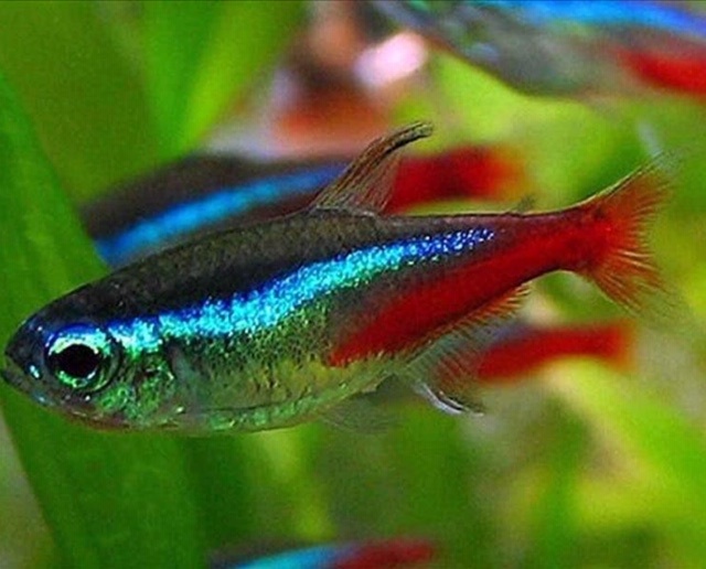 neon tetra (don’t confuse it with the cardinal tetra) - meme