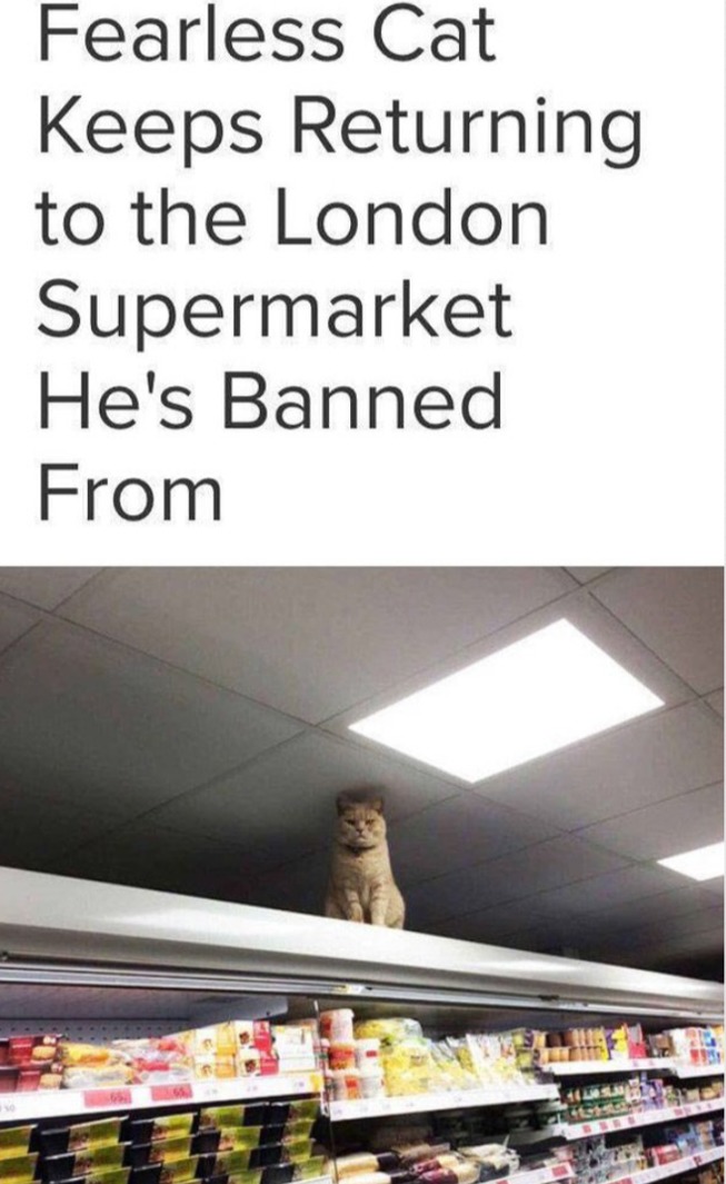 fearless cat meme