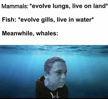 Whales are funny - meme