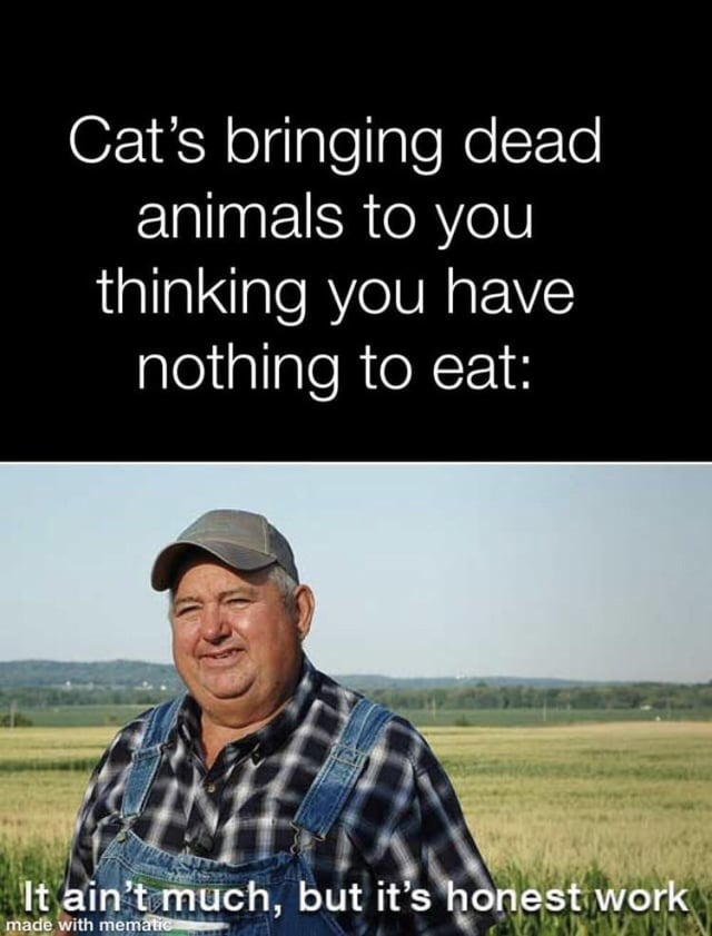 much appreciated catto - meme