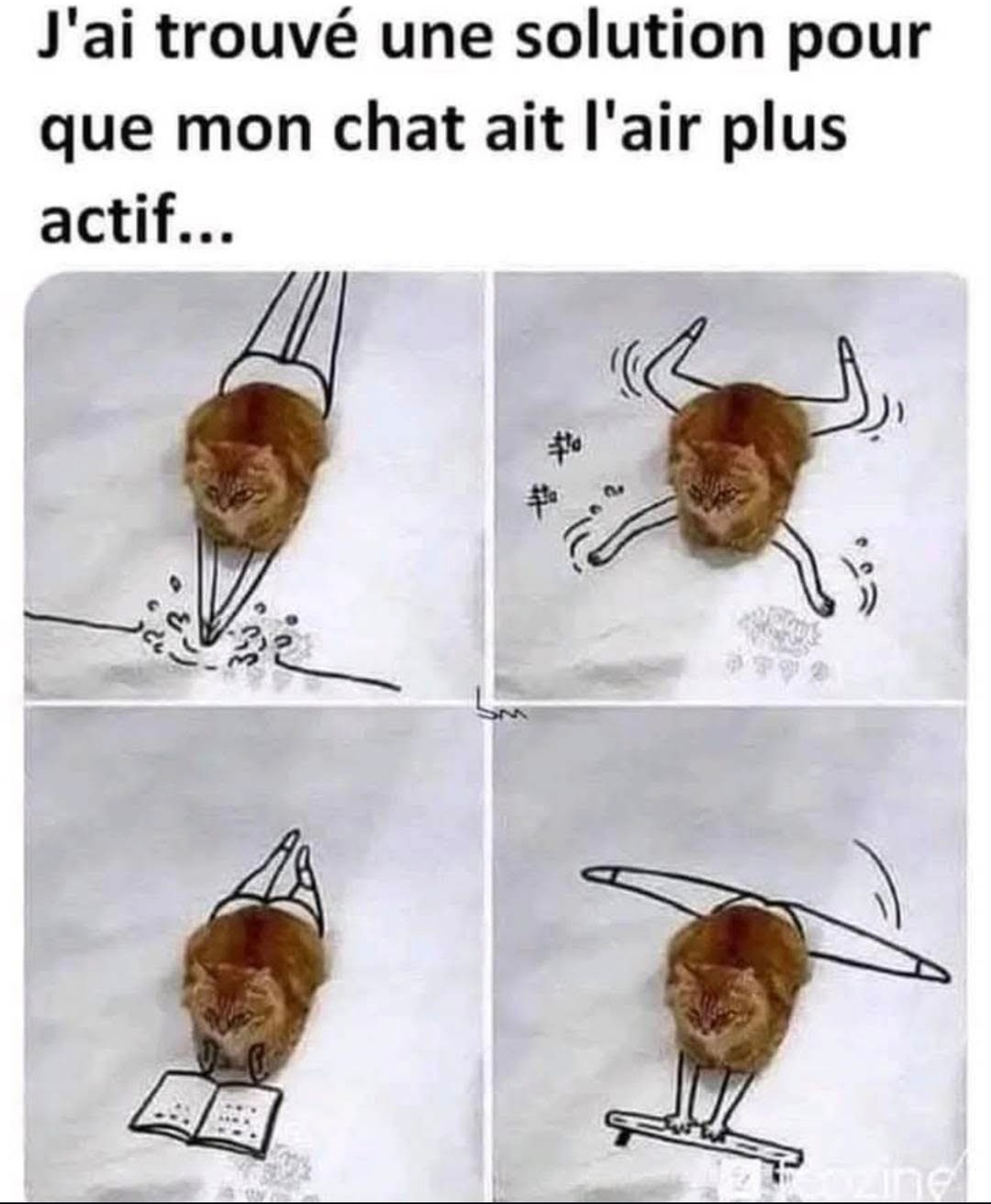 Technique pour faire croire que ton chat est actif - meme