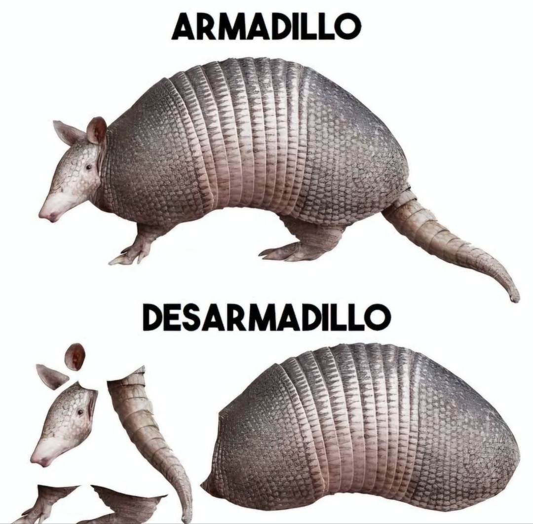 Cuando el armadillo pierde su armadura - meme